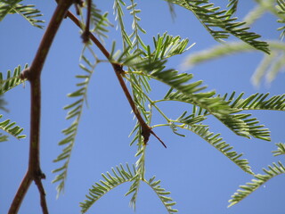 mesquite branch