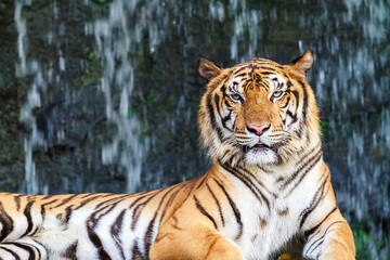 Bengal tiger staring at the camera.