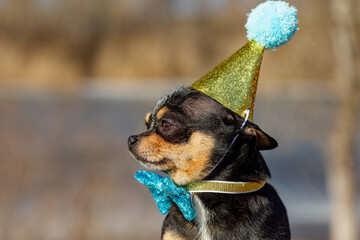 a cute birthday chihuahua on a natural background. Chihuahua dog in a birthday cap.