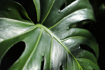 Macro of the leaves on a swiss cheese monstera plant