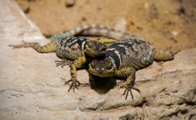 Lizard Couple Resting Together On Rock