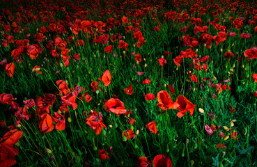Naklejka premium Poppy flowers field nature spring background. 
