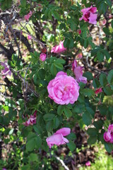 pink roses in garden