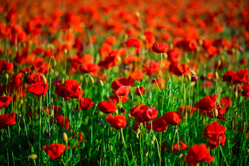 Poppies field with sunset, nature
