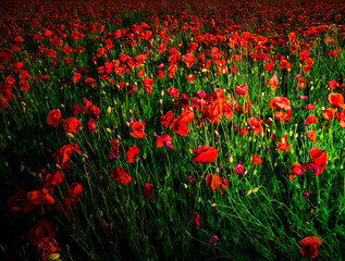 Poppies field with sunset, nature. Flowers. Background. 
