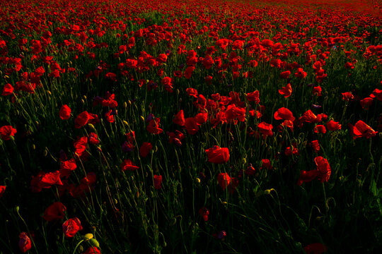 Close up of red poppy flowers in a field. Night. Flowers background. Nature. © Erika