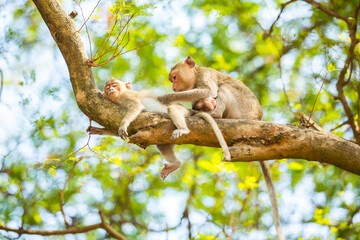 Monkeys on the branch