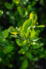 Obraz na płótnie Canvas garden plant with green leaves close up