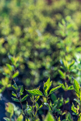 garden plant with green leaves close up