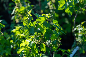 Fototapeta na wymiar garden plant with green leaves close up
