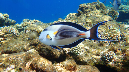 Sohal surgeonfish or sohal tang or arabian surgeonfish (Acanthurus sohal) undersea, Red Sea, Egypt, Sharm El Sheikh, Nabq Bay