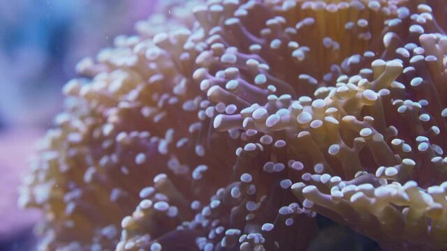 Closeup of corals slowly blown by undercurrent in blue underwater