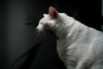 A white cat yawning 