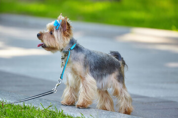Beautiful Yorkshire Terrier dog in a city park
