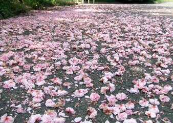 道路いっぱいに落ちる八重桜