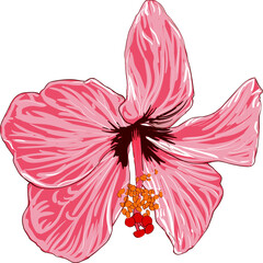 Pink hibiscus flower hand drawing isolated on white background.