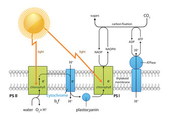 Photosynthesis process diagram, design equation co2 02 chlorophyll, sunlight ,water, plants, 2d