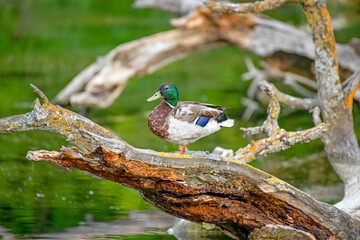 Male mallard duck balancing on a weathered log in a pond in Canada