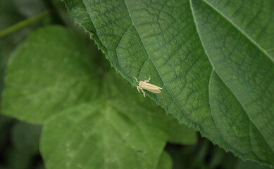 Overhead view of a hairy cream color moth on top of a green leaf with the leaf