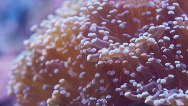 Closeup of corals slowly blown by undercurrent with clownfish in underwater.