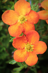 Closeup of orange potentilla shrub flowers in summer - obrazy, fototapety, plakaty