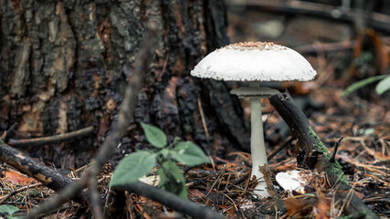 The white fungus Macrolepiota excoriata grows in a forest
