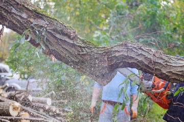 Chainsaw blade cutting falling tree after hard storm