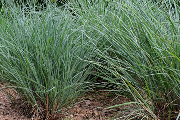 Little bluestem on an cloudy spring day. Also known as Schizachyrium scoparium or beard grass, it...