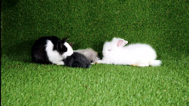 Group adorable little white and black rabbit sitting together on artificial green grass. Newborn fluffy bunny cute on the claws. Easter animal concept.