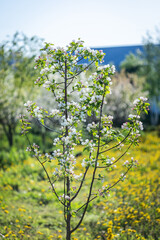 large white flowers of a garden apple