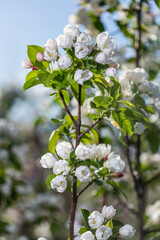 large white flowers of a garden apple