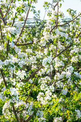 Fototapeta premium large white flowers of a garden apple