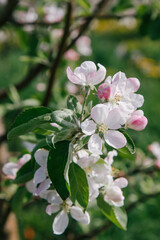 Fototapeta na wymiar large white flowers of a garden apple