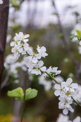 large white flowers of a garden apple