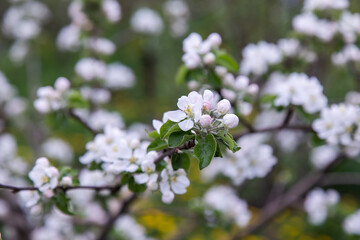 large white flowers of a garden apple