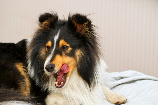 Mini Collie dog licks lips and looks hungry on white bed 