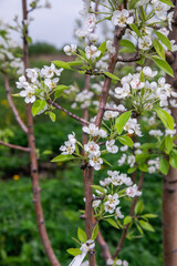 large white flowers of a garden apple