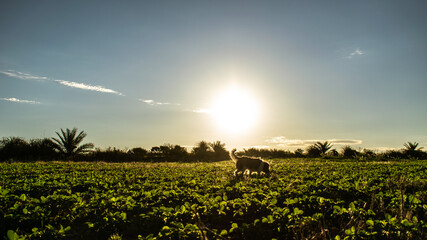 Dog on field landscape with sunset