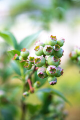 未熟ブルーベリー