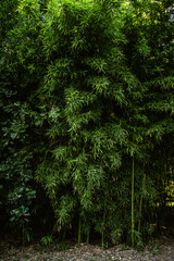 Green leaves and canes