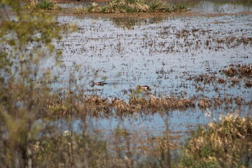 great crested grebe