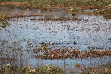 reeds in the lake