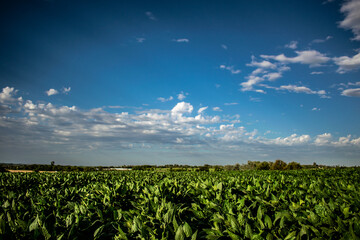 Crops and blue sky