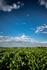 Crops and blue sky