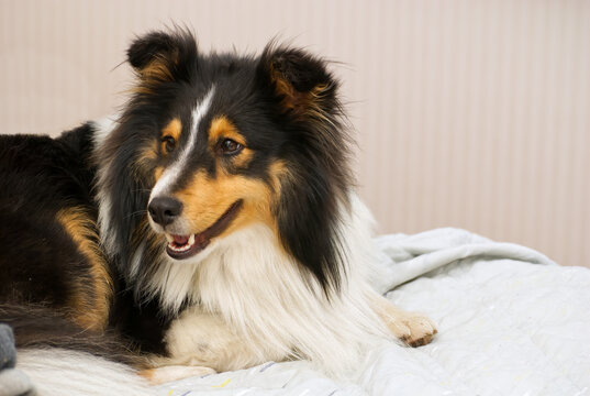 Smiling collie dog in a bed