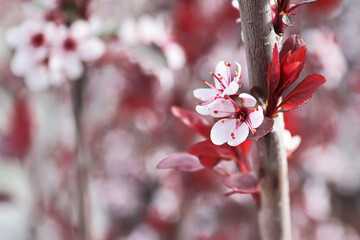 Purple Leaf Plum blossoms blooming in spring