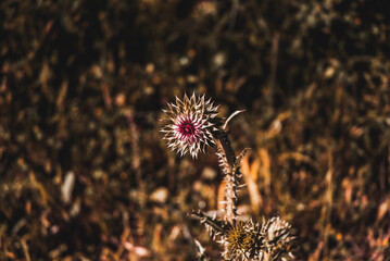 Pink thorny flower blooming