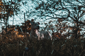 White dog