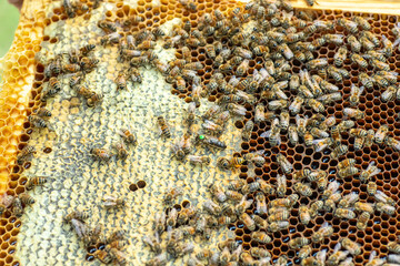 Tribal queen bee on frame with sealed brood. queen bee with green label with number on back. virgin queen sedated and artificially inseminated. Soft focus.