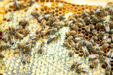Tribal queen bee on frame with sealed brood. queen bee with green label with number on back. virgin queen sedated and artificially inseminated. Soft focus.